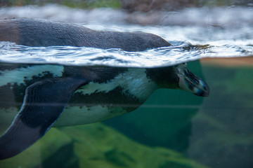 Humboldt penguin (Spheniscus humboldti) swimming in the water