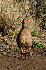 Francolin de Swainson,.Pternistis swainsonii, Swainson's Spurfowl