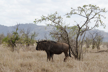 Obraz na płótnie Canvas Gnou à queue noire, Connochaetes taurinus, Parc national Kruger, Afrique du Sud