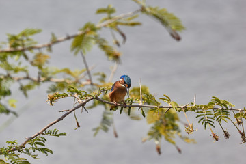 Malachite kingfisher on a branch