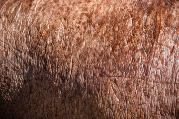 Close-up view of the skin of a common hippopotamus