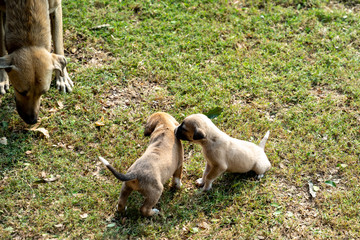 Obraz premium Stray street dog puppies play on the grass while the dog mother watches. Taken in Delhi, India
