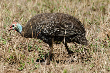 Pintade de Numidie, .Numida meleagris, Helmeted Guineafow