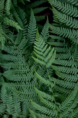 Fototapeta na wymiar Background with fern leaves in nature