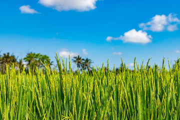 Rice with blue sky on background. Young rice field at morning close up. Wallpaper sky background nature motivation green. Bali, Indonesia