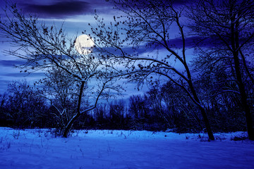 winter forest at night. trees in full moon light