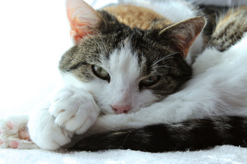 Tabby cat in the garden