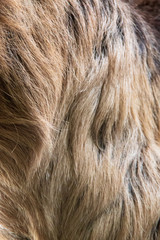 Close-up view of the woolly long hair of the fur of a Linnaeus's two-toed sloth (Choloepus didactylus)