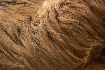 Close-up view of the woolly long hair of the fur of a Linnaeus's two-toed sloth (Choloepus...