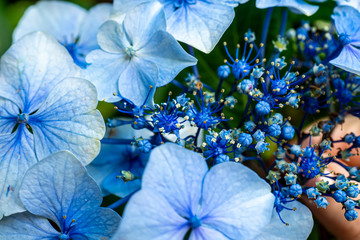 Hortensia