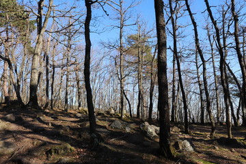 For&ecirc;t en hiver autour du col de Malval - Commune de Courzieu - D&eacute;partement Rh&ocirc;ne - France