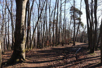 Forêt en hiver autour du col de Malval - Commune de Courzieu - Département Rhône - France