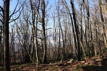 Forêt en hiver autour du col de Malval - Commune de Courzieu - Département Rhône - France