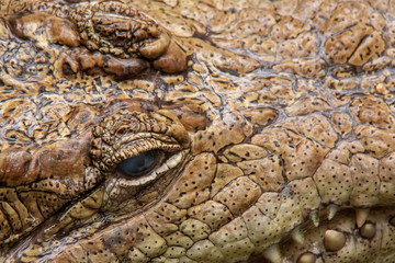 Close-up view of the eyes and jaws of a spectacled caiman (Caiman crocodilus) in the water