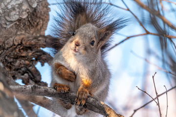 The squirrel sits on a branches in the winter or autumn