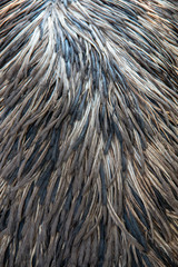 Plumage of an adult Emu (Dromaius novaehollandiae)