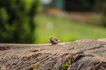 A sparrow bird on the tree trunk