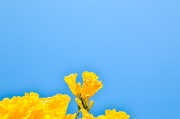 yellow flowers and blue sky beautiful view,yellow flowers and sky