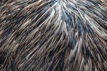 Fototapeta premium Plumage of an adult Emu (Dromaius novaehollandiae)