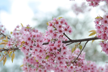 wild himalayan cherry or prunus cerasoides