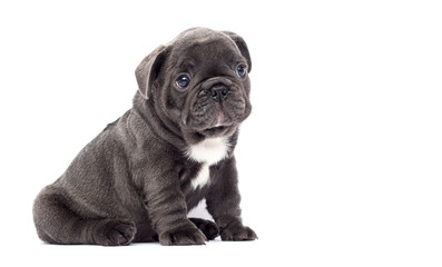 French bulldog puppy looks sideways on an isolated background