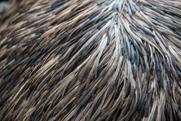 Plumage of an adult Emu (Dromaius novaehollandiae)