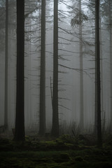 dark and foggy forest with leafless trees and mossy ground