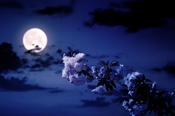 Foto op Canvas cherry blossom on the blue sky background at night. wonderful spring nature scenery in pink full moon light © Pellinni