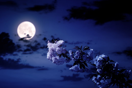 cherry blossom on the blue sky background at night. wonderful spring nature scenery in pink full moon light