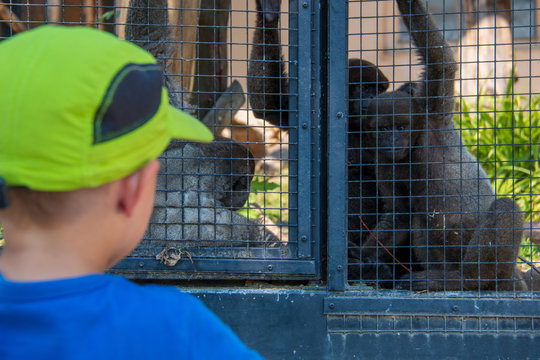 4 Years Old Boy Watching Gray Woolly Monkeys In Their Cage At A Zoo