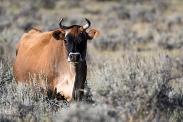 cow with black head watching on a sagebrush field