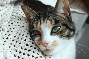 Beautiful tabby cat trying to reach the toy