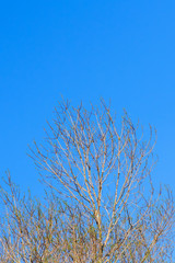 Dry tree on sky background