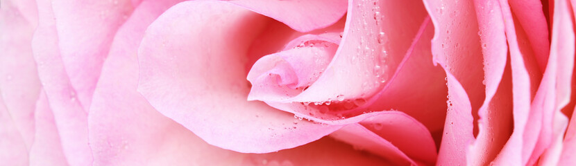 Petals of pink rose flower