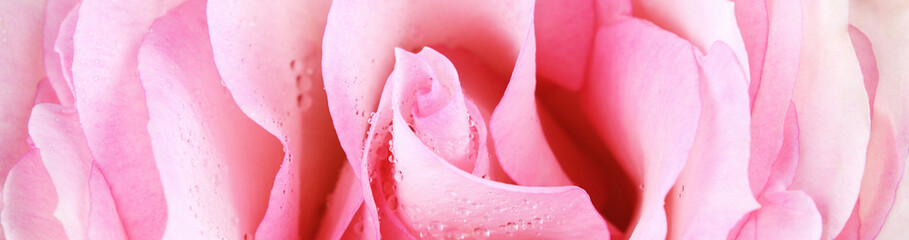 Petals of pink rose flower