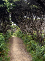 View of tourist track in manuka bush