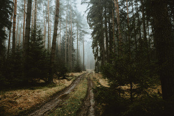 Muddy forest path through dark foggy woods in autumn after rain