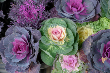 Purple and green ornamental cabbage