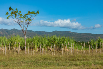 Sugar cane plantation in Cuba