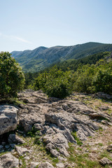 Fototapeta na wymiar Wald mit Felsen in Kroatien