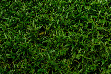 Green grass texture background, Green lawn, Backyard for background, Grass texture, Park lawn texture.