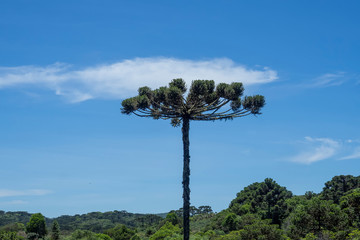 Araucaria