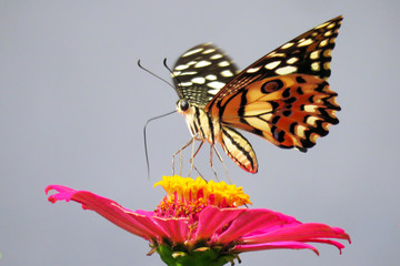 On the top Orange Zinnia
