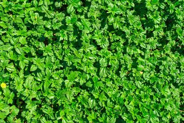 Green grass texture background, Green lawn, Backyard for background, Grass texture, Park lawn texture.