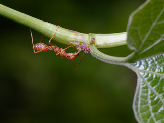 Ants on green leaves
