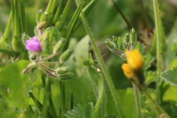 A very beautiful flower