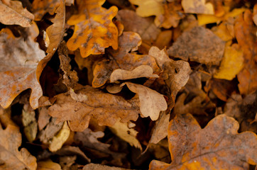 A lot of dry autumn leaves