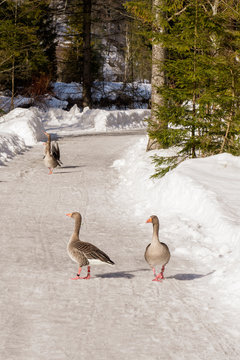 Greylag geese participating in the studies of the Konrad Lorenz Forschungsstelle (KLF) waddling on a trail along the Alm river near Gr&uuml;nau, Austria
