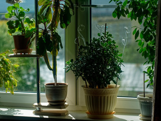 Fototapeta na wymiar home plants on the background of the window, macro.