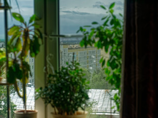 home plants on the background of the window, Moscow.